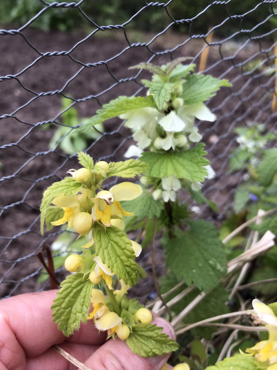 A new discovery! As a child we used to suck the nectar from the base of white dead nettle flowers, today I tried this with yellow archangel with my daughter. The yellow archangel is 10x better! #DontTryThisAtHome