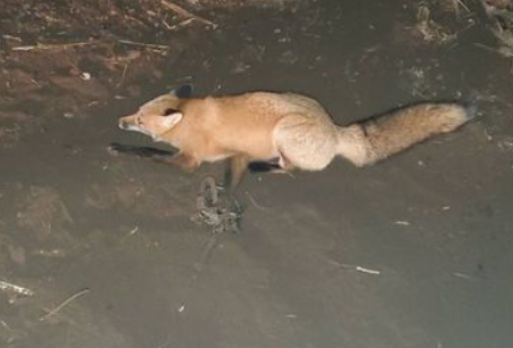 One of the saddest things about trapping is that the animals never understand what is happening to them. This fox was trapped by a NH trapper and the trapper stated coyotes got to his other trapped fox first. The trapper is to blame for it. #BanTrapping