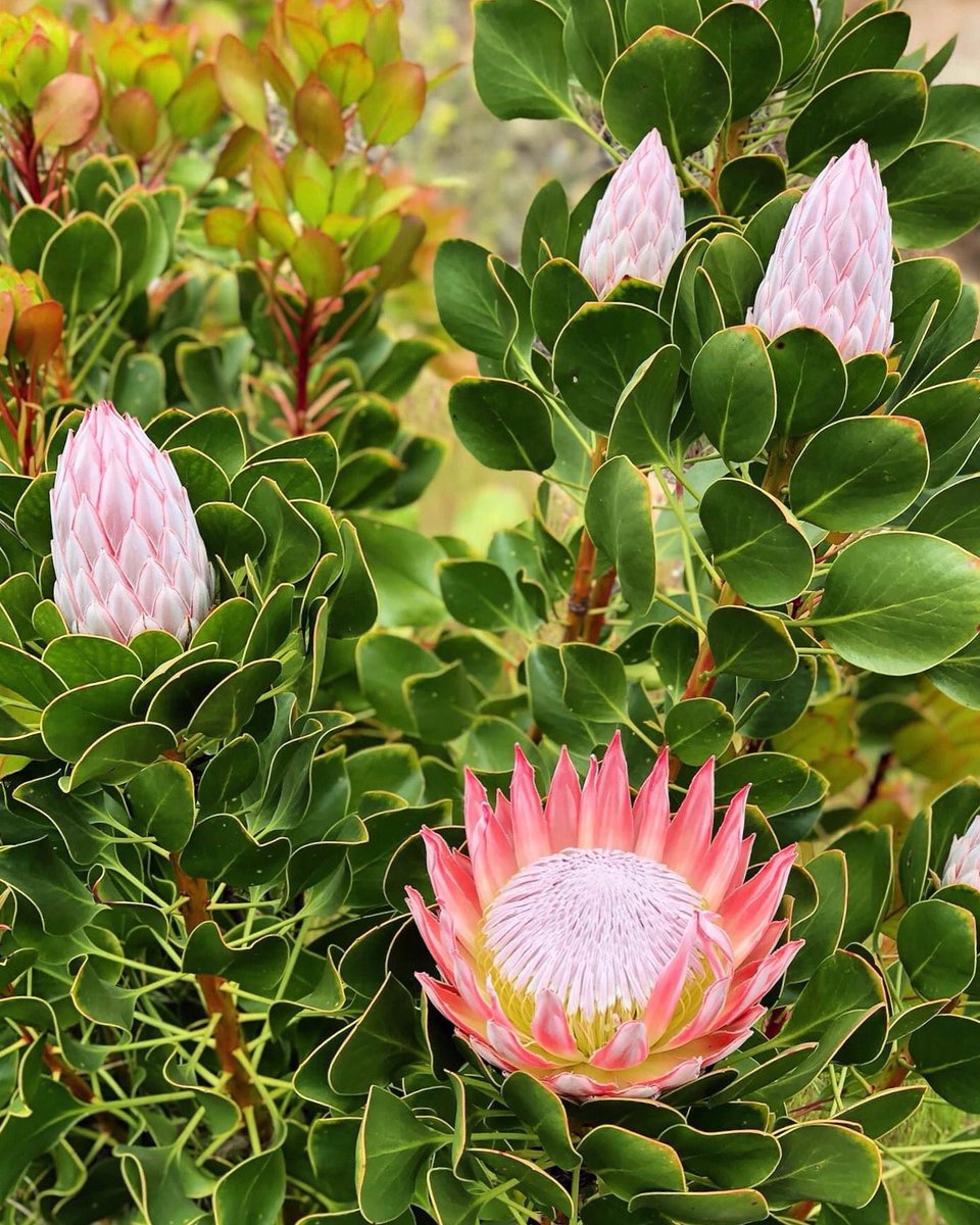 Hey… #Protea 🪴 lovers: think twice before you fertilize your plants! 🍃🌸👑🌸🌿 Proteas are sensitive to phosphorus, so phosphorus fertilizers can be deadly. Most plants stop absorbing phosphorus when they have their fill, but proteas don’t know when to stop making them sick.