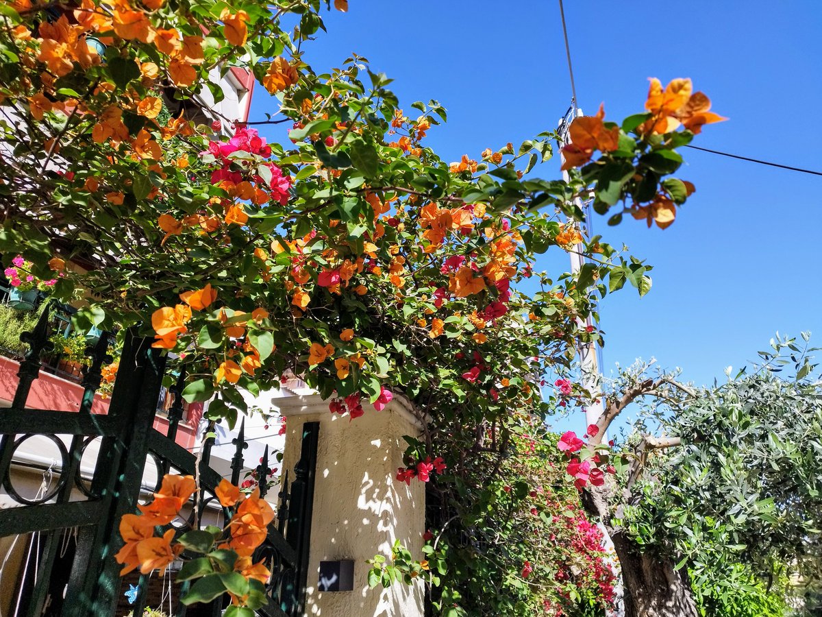 Pretty orange bougainvillea. So many jasmine flowers out too, the streets smell delightful. #Athens