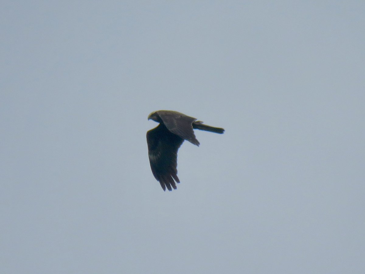 Wasn’t expecting to see the Marsh Harrier twice in one day but came right over my head as it left @TyttGP headed NW. @Hertsbirds #Hertsbirds