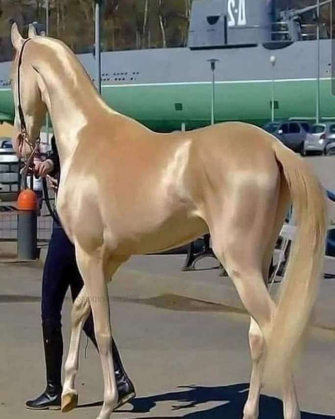 Dünyanın en güzel atı Ahal-Teke, Türk dünyası ülkelerinde yetiştiriliyor. Bu harika atın sırtına atlayıp dağlarda ovalarda koşturmak bambaşka bir duygu olsa gerek. Türkmenistan