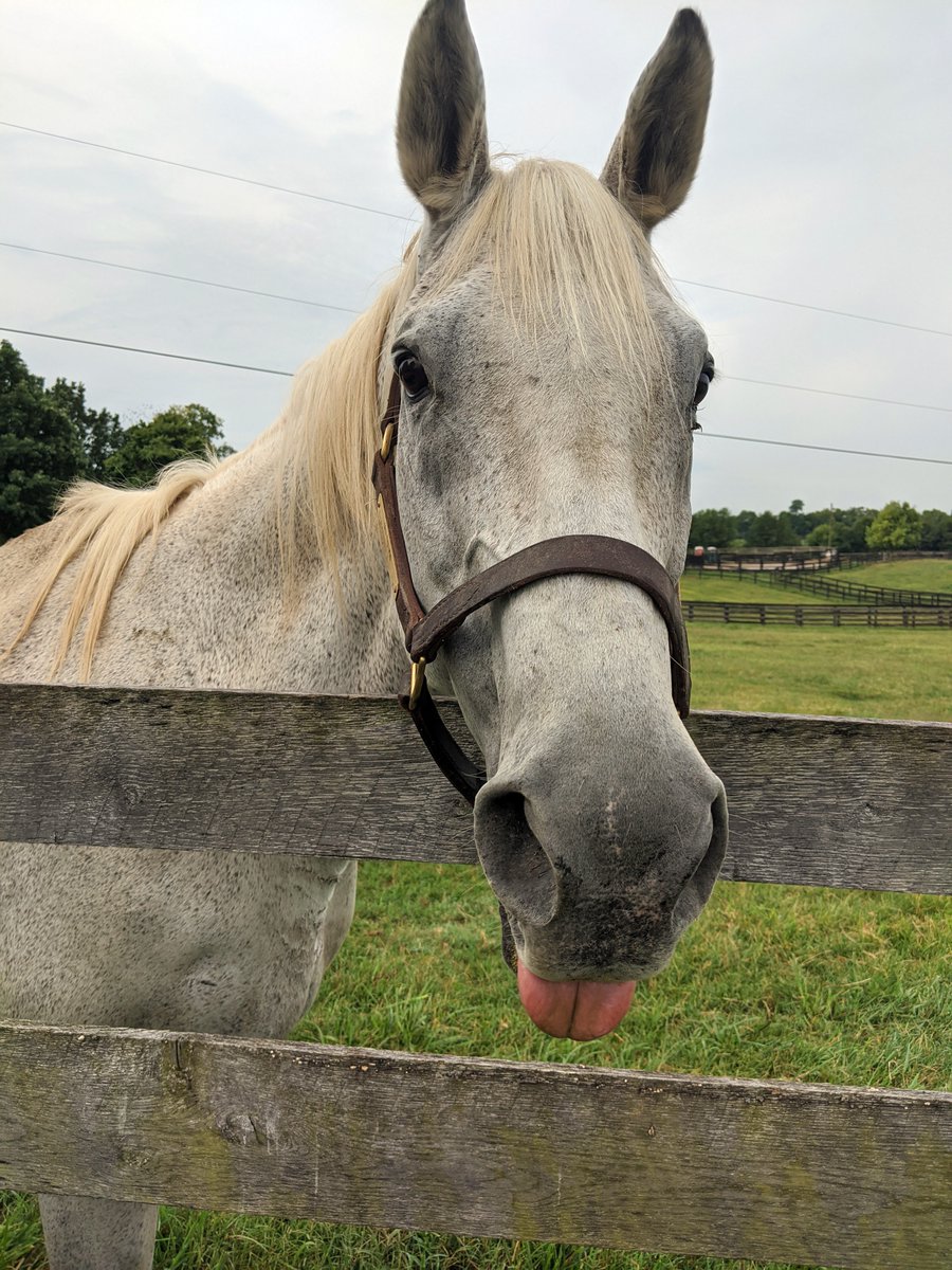 #DYK that you can pet the oldest living @KentuckyDerby winner, Silver Charm?🐴 He won the 1997 #KentuckyDerby and now enjoys retirement at @oldfriendsequine in @GotoGtown.🐎 Start planning your #travelKY visit here: bit.ly/3WgRujX