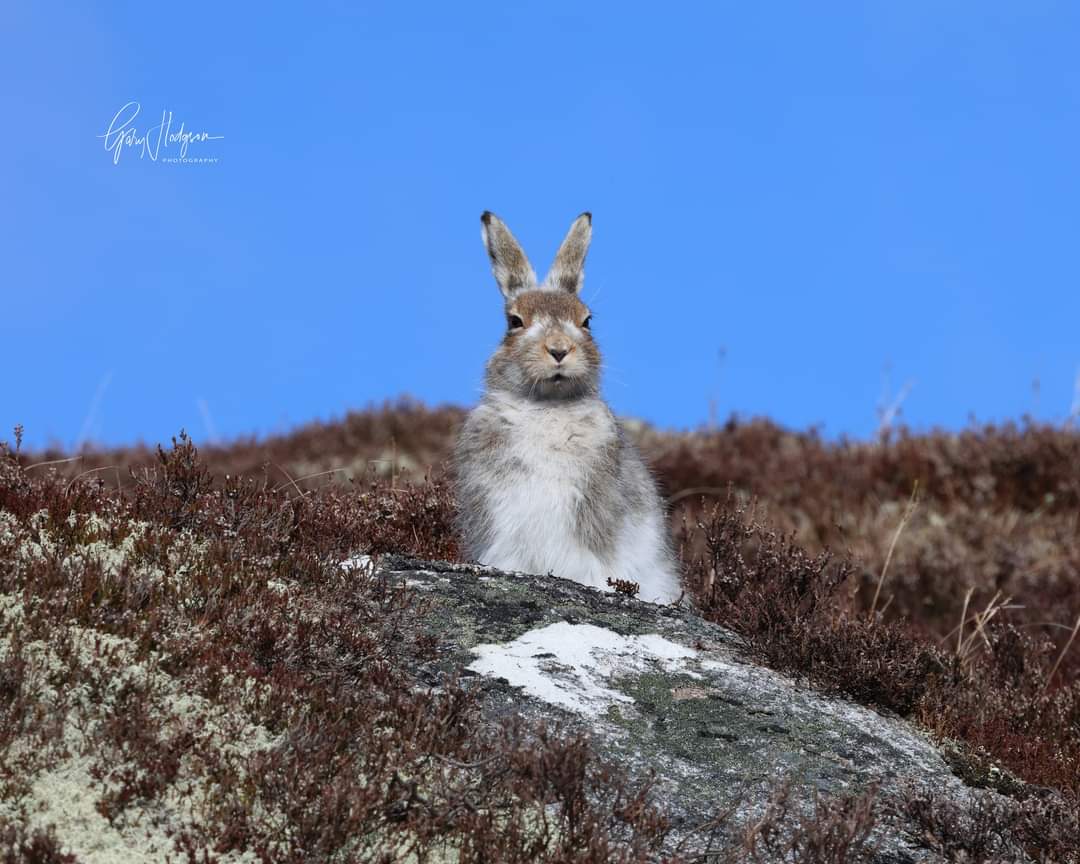 Lovely sunshine and blue skies this morning. Nice to photograph my favourite mountain hare with no gloves on and some warmth.
#mountainhares #wildlifephotography #photography #mountains #Spring2024 #WINTER #NaturePhotography #Weather #scottishwildlife