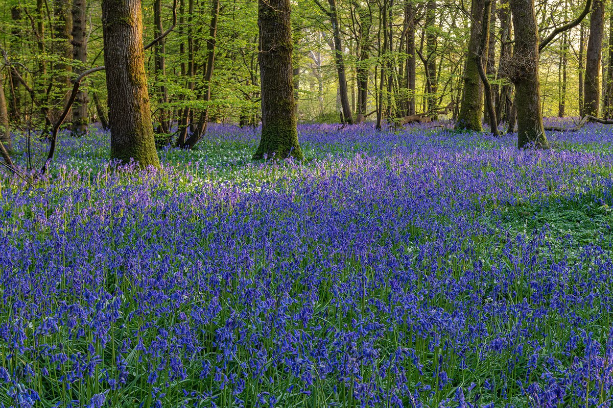 There are just a couple of weeks left to experience the sea of bluebells at the Arlington Bluebell Walk. With the season ending on 14 May, be sure to plan a visit to enjoy this magical once-a-year display: tinyurl.com/2vkzsuf8 📷 John Glover