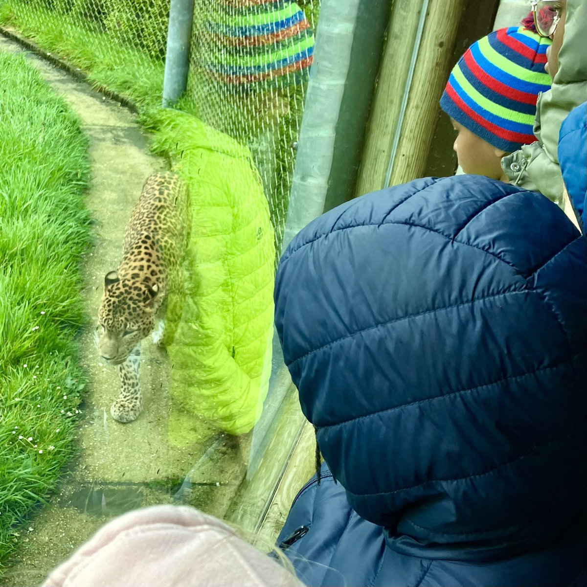 It’s a bit rainy at Banham Zoo this afternoon but we are seeing lots of wonderful animals anyway!! 🦒🦒