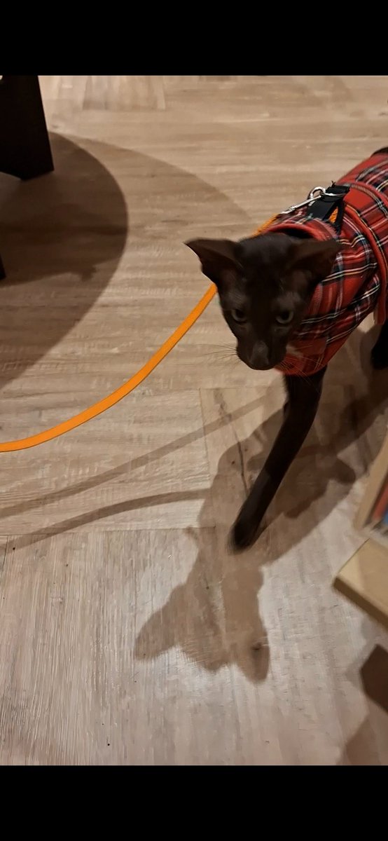 Being a dog-friendly shop, we are always delighted to see four-leggd friends in store and now... It finally happened! A cat in the shop! Everyone meet Valentine.
