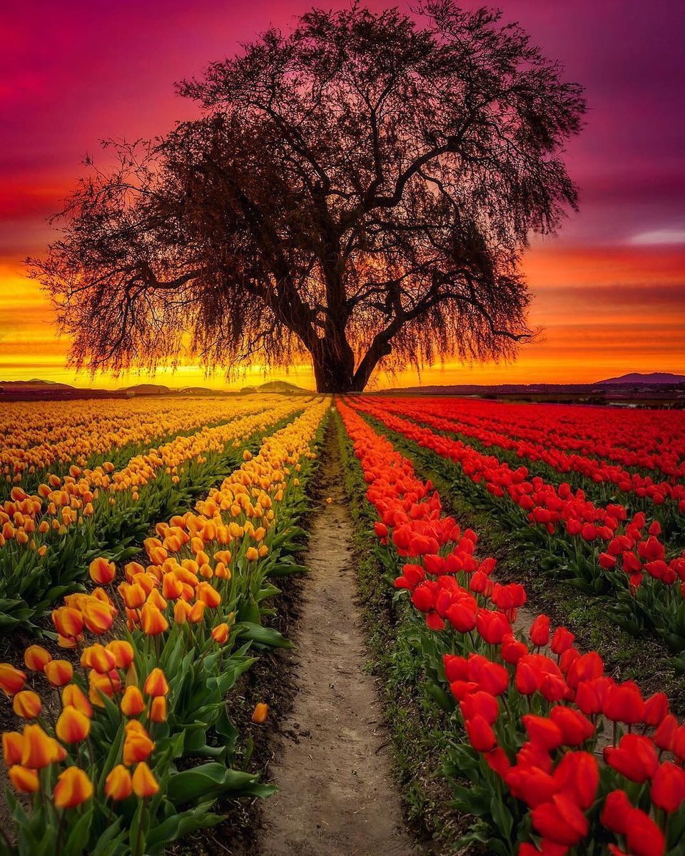 Tulips, 🌷 beautiful 🌳 tree and 🌅 sunset. Have a beautiful evening ✨️