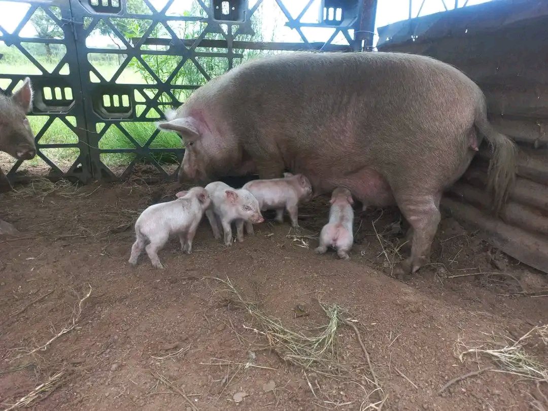 Regular weight monitoring helps assess pig growth and health. Keep track of individual pig weights to make informed decisions on nutrition and management.

#piggerybusiness #pigfarming #pig #agriculture #fusionvillefarm