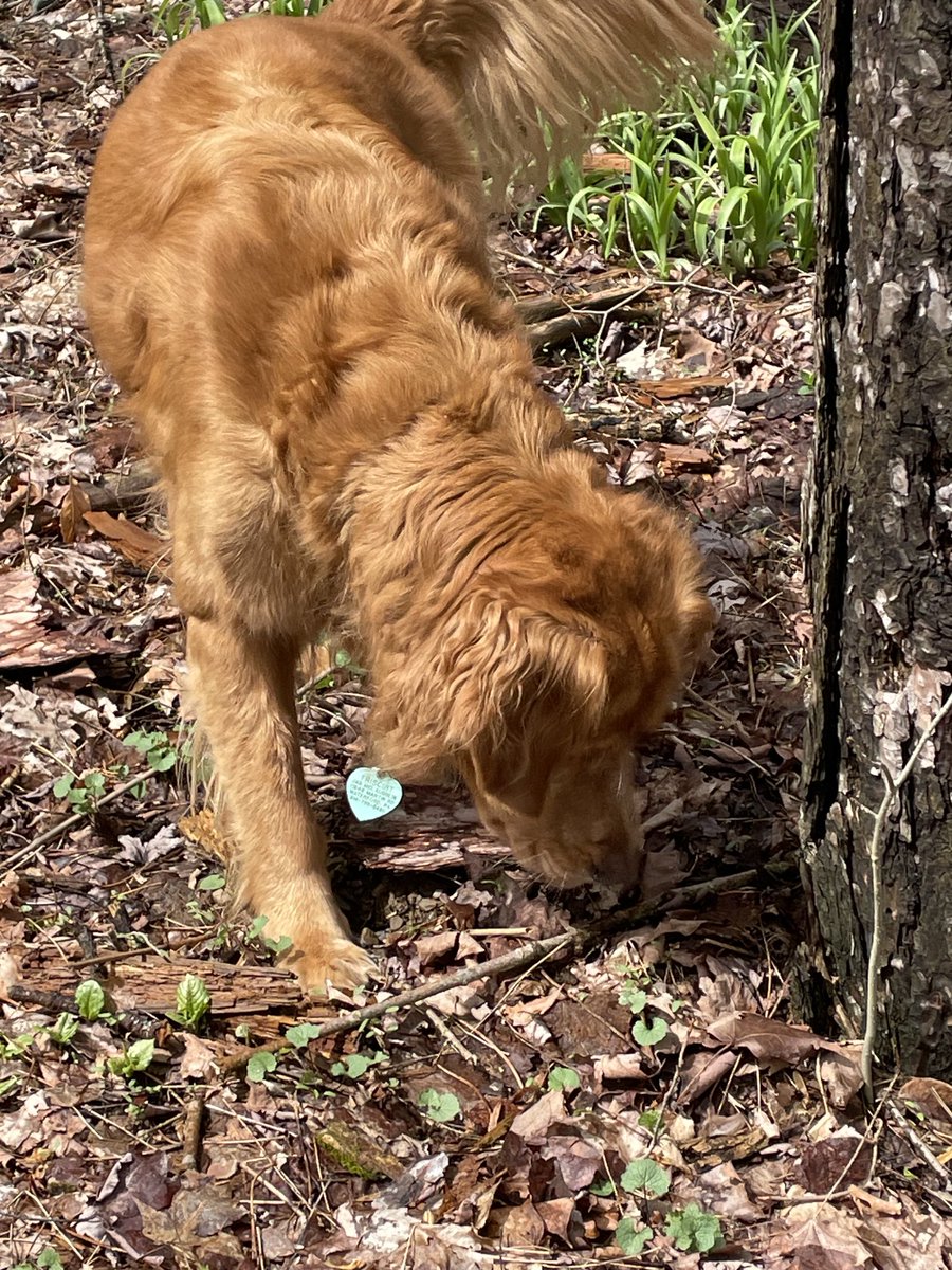 There’s a little animal in there! Triscuit @ok32650586 ⁦@dogcelebration⁩ ⁦@Sharonleeprince⁩ ⁦@photoz_suez⁩ ⁦@SLBake1031⁩ ⁦@MikeRotunno67⁩ ⁦@eds_outdoors⁩ ⁦@Julesofthwood⁩ ⁦@justin41230602⁩ ⁦@ET__GOD⁩