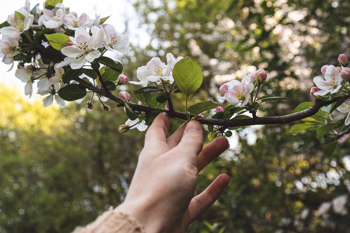 During Spring in Your Step season, why not get out and explore and find your favourite trees, or perhaps find a new tree! Spring is a time for leaves unfurling and tree flowers blossoming. Tag us in your tree photos and we'll share our favourites! 🌸 🌳 (c) Kayleigh Wright