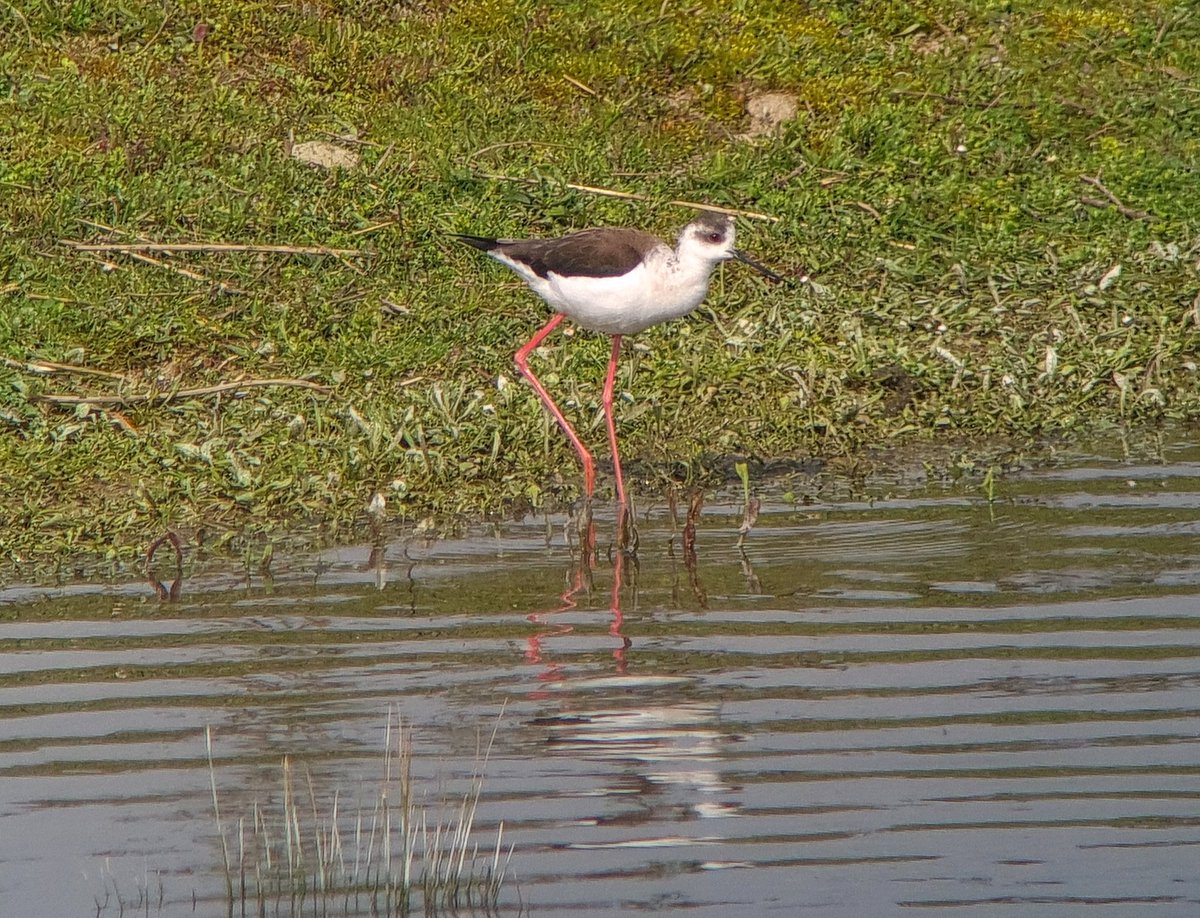College Lake BW Stilt showing very well in NE corner, feeding on chalk bank. Unfortunately, the last entry to reserve is at 4pm.