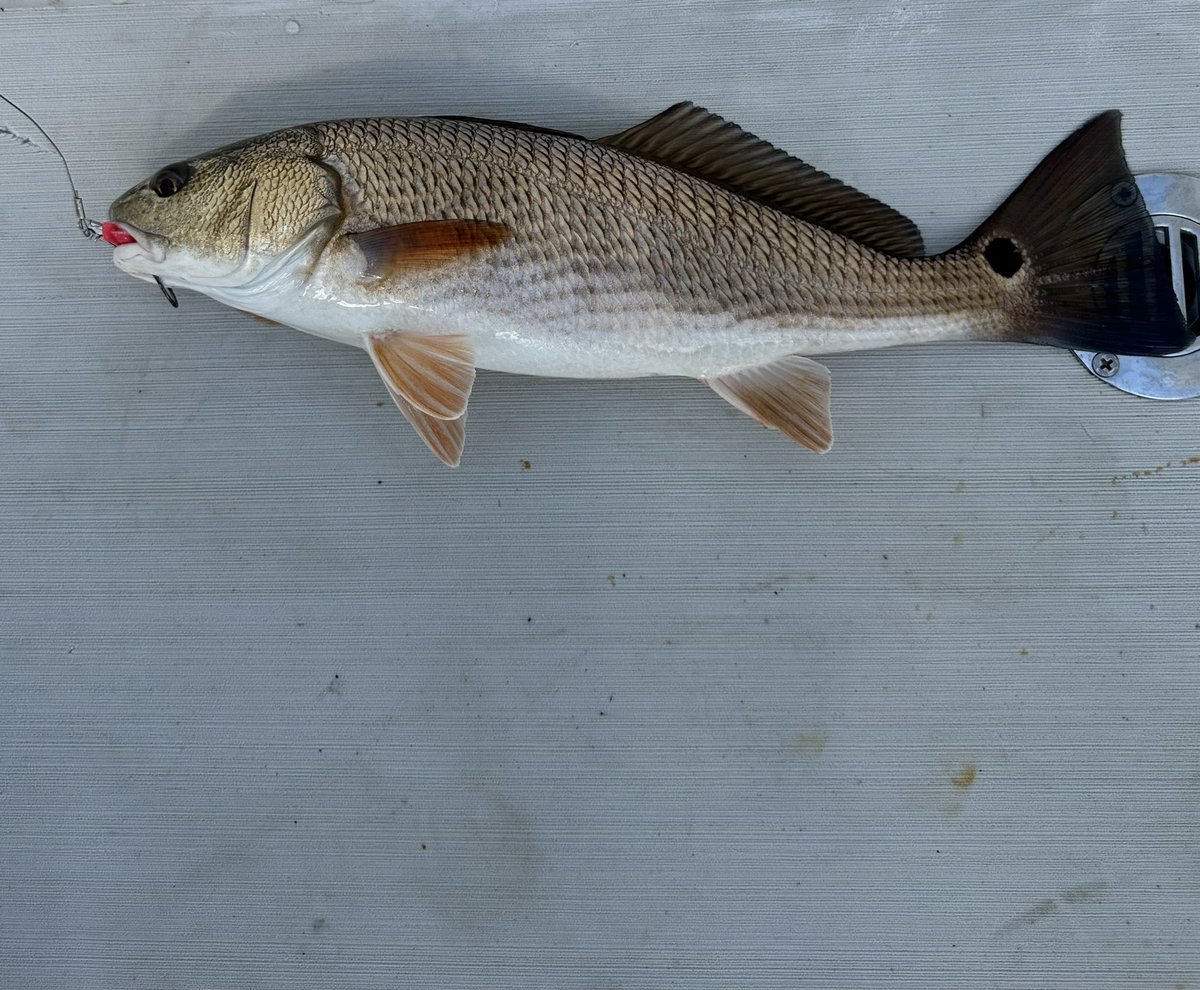 It’s a pretty nice drum….but technically has to be 18” to keep…this one was just a few inches shy…plus i didn’t plan on catching to eat today anyway…threw him back