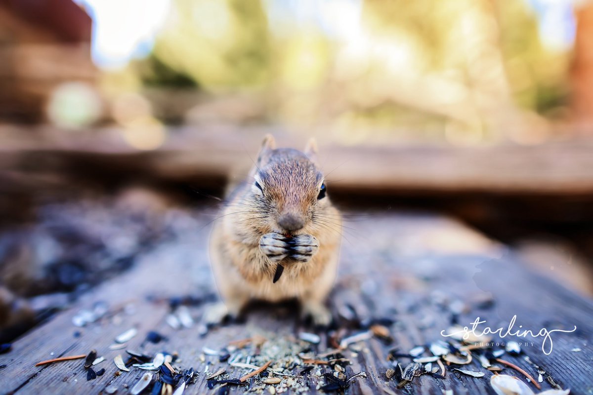 Wink. 😉 #photograghy #photooftheday #animal #NaturePhotography #travelblogger #TravelTheWorld #photographer Is it Summer in #colorado yet?! IG: @STARLINGPHOTOGRAPHY