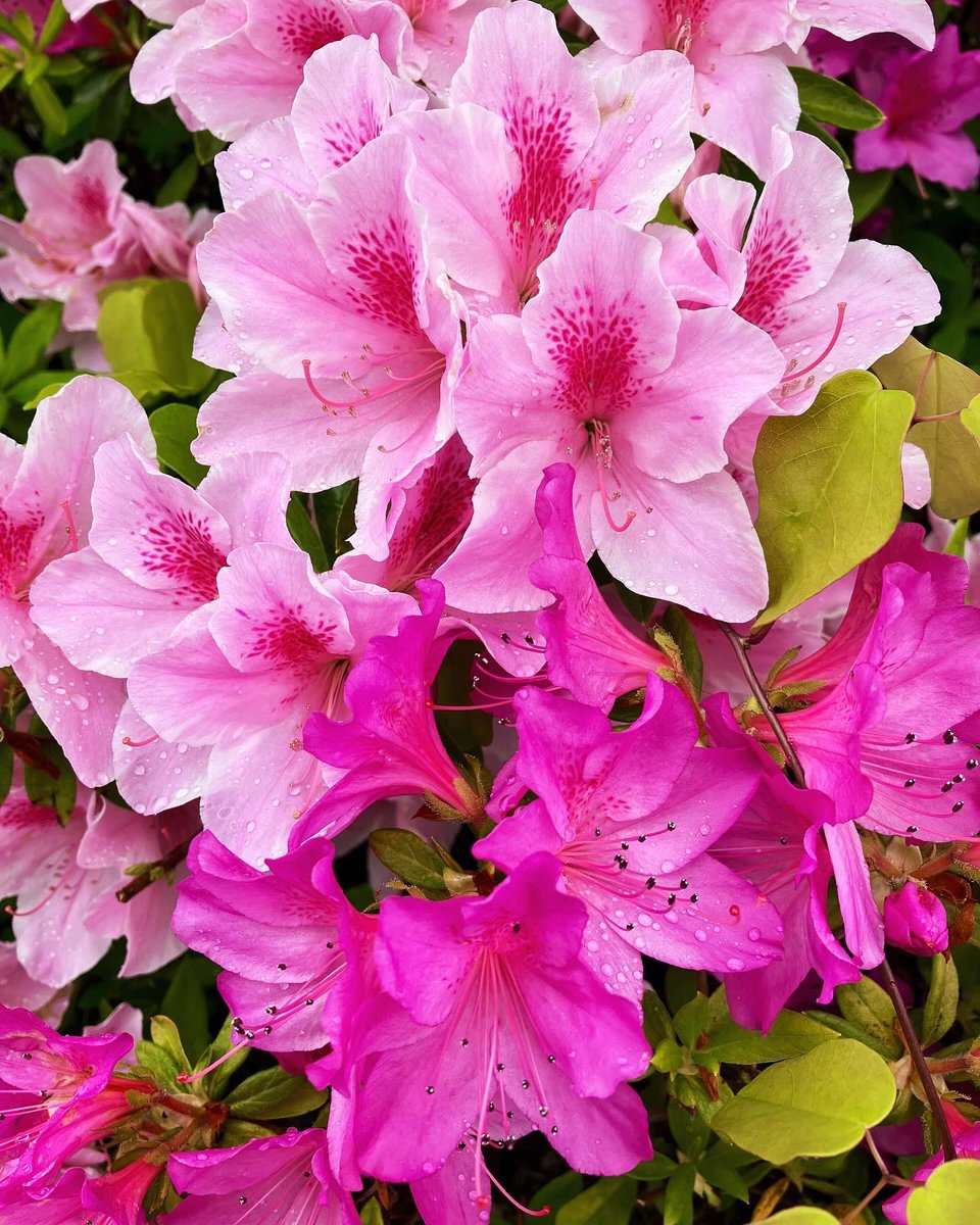 Even in the rain, the vibrant beauty of azaleas shines through! 🌧️🌺 

Embrace the soothing fragrance of spring amidst the pitter-patter of raindrops and immerse yourself in the tranquil charm of azalea blooms. 

#rain #azalea #springflowers #flowersofinstagram #gardeninglife