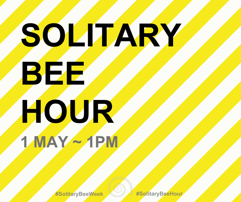 Don't forget to join us for #SolitaryBeeHour on May 1 at 1300 as we once again celebrate the wonderful world of #SolitaryBees! A great opportunity to share your images, favourite facts & general love of the 'loners', now they are firmly back in our lives for another year 😍