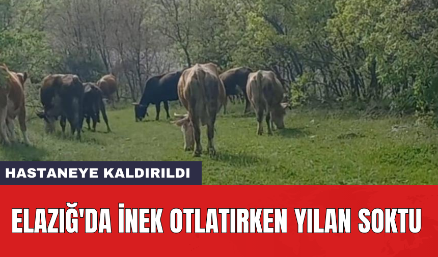 ⚡ Elazığ'da inek otlatırken yılan soktu: Hastaneye kaldırıldı: Elazığ'ın Karakoçan ilçesi Okçular köyü Avdelan mezrasında, ineklerini otlatırken bir kişiye yılan soktu. dlvr.it/T67Nf3 #YAŞAM