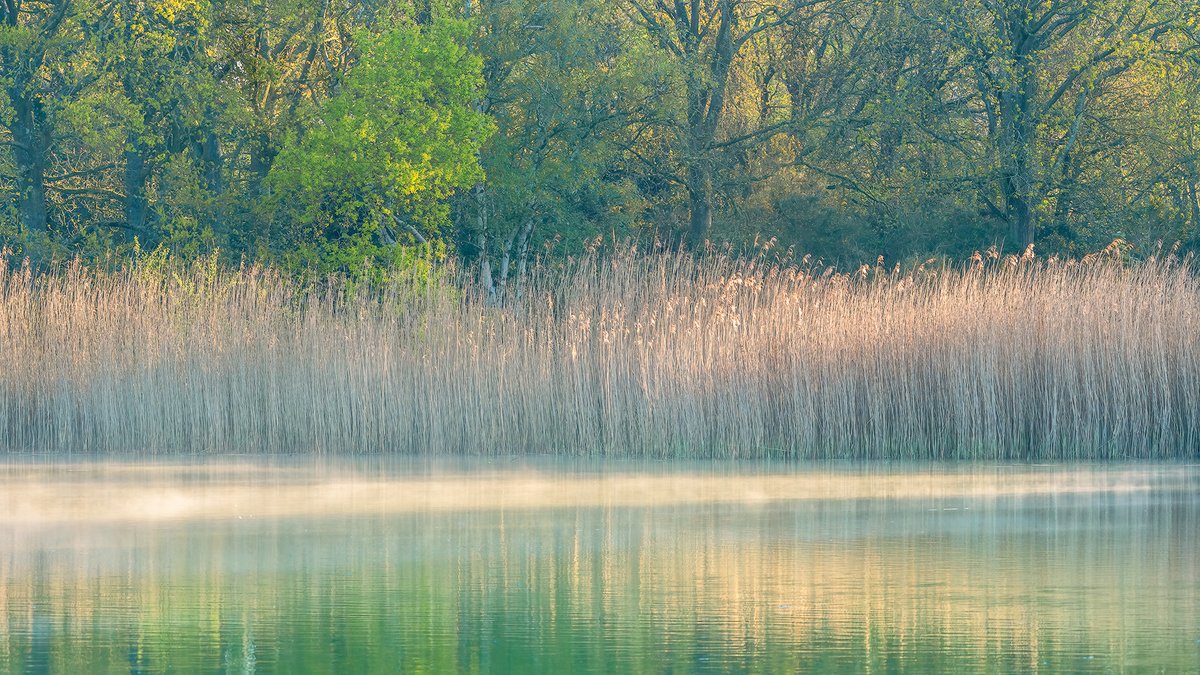 A green and peaceful morning at Black lake