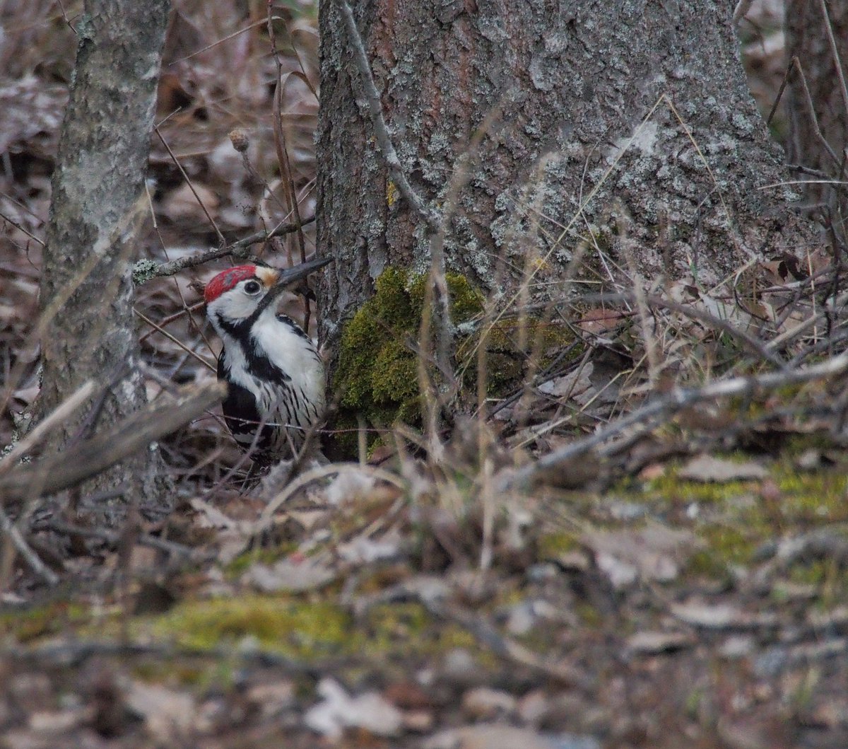 White-backed woodpecker 27.4.2024 in Askisto, Vantaa, Finland.
Valkoselkätikka

#valkoselkätikka #dendrocoposleucotos #whitebackedwoodpecker #bird #birds #birdphotography #birdphoto #birdpics #birdwatching #woodpecker #askisto #vantaa #finland #olympusomdem5 #olympus