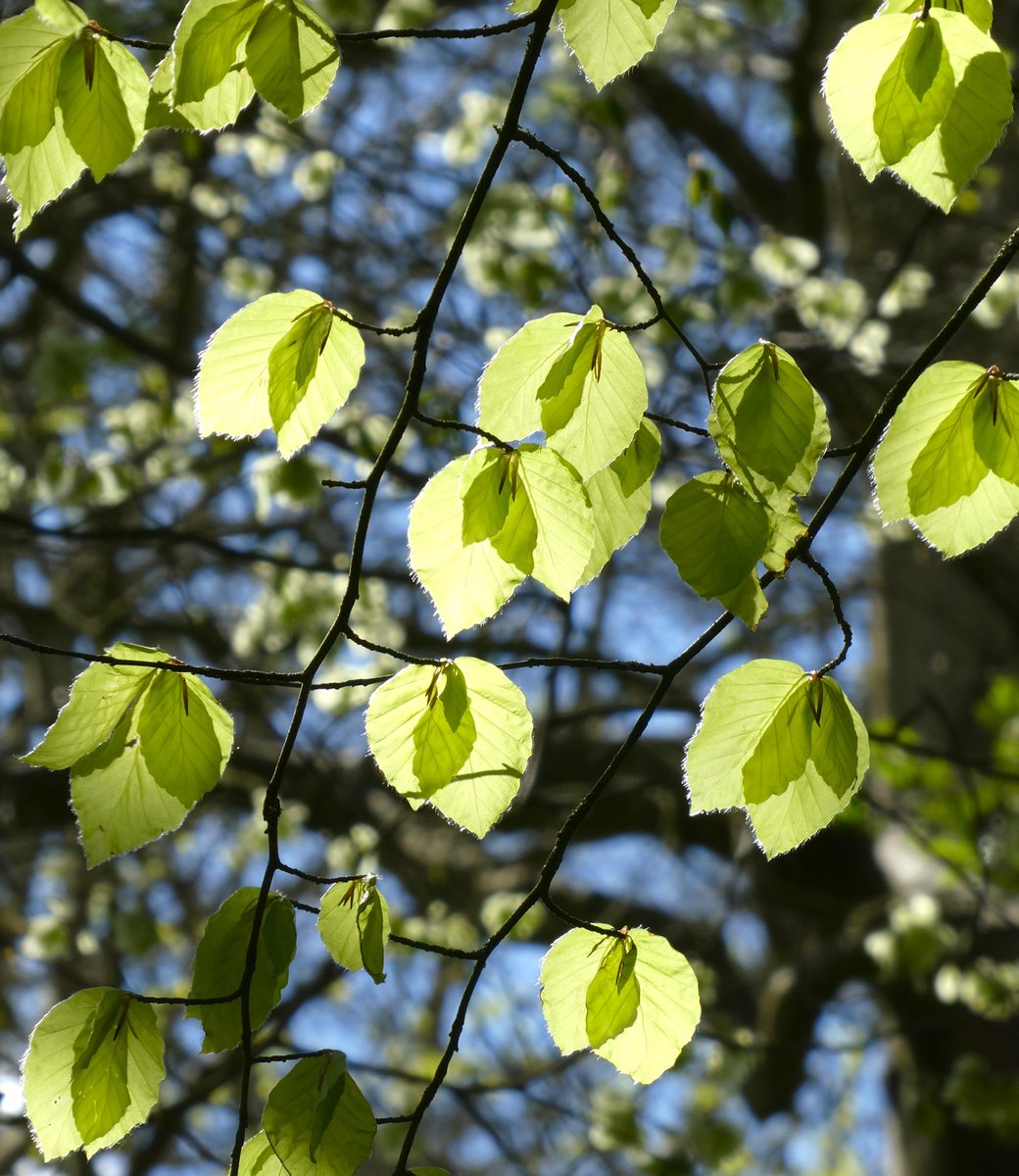 Beech stained glass🌿