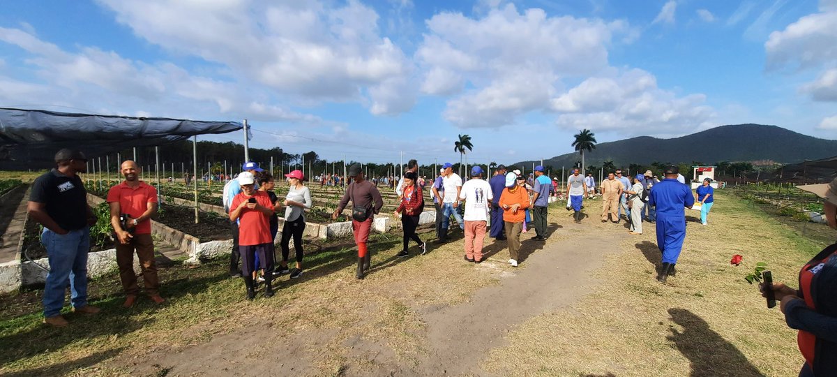 Se realiza Trabajo productivo en saludo al 1ro de Mayo #IslaDeLaJuventud #SentirPinero #PorCubaJuntosCreamos #PoderPopular