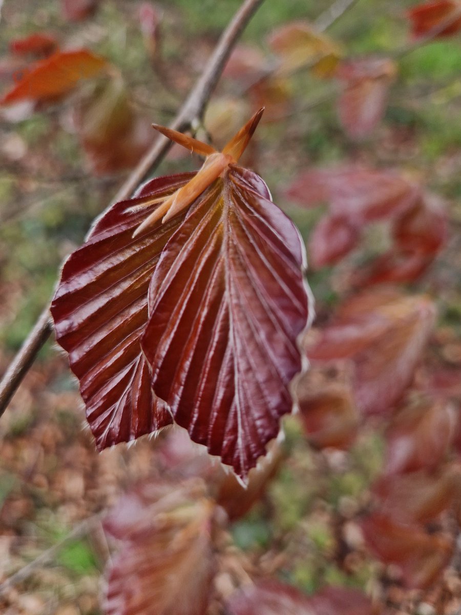 Day 365+300 of my Nature Photo Challenge and a grotty rainy morning Managed to get in a walk @NTClumberPark this afternoon and was even able to 'copp er' beech leaf or two as well 😁 #365DaysWild @Nottswildlife @WildlifeTrusts