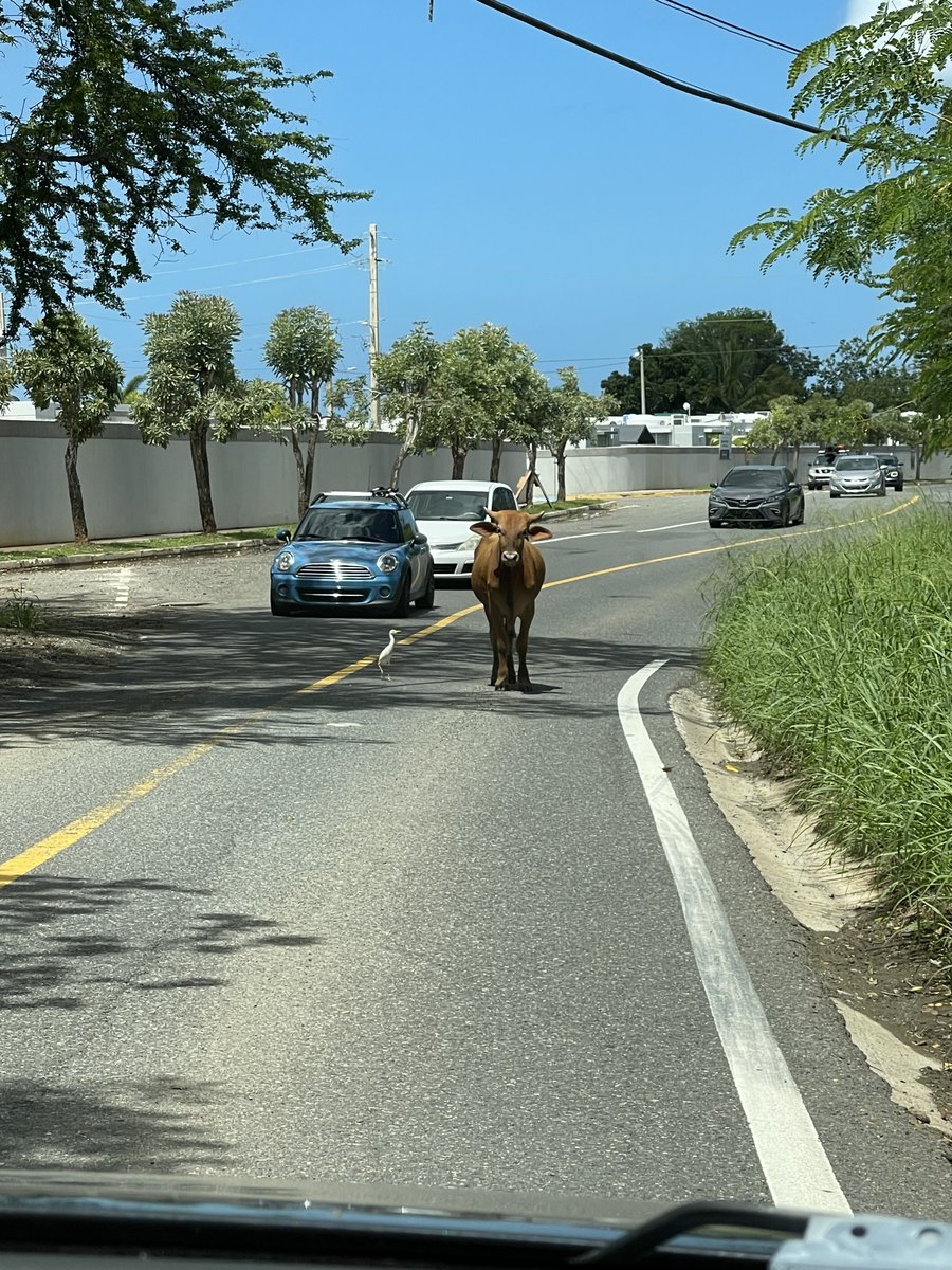 Cuando se trata de aventuras inesperadas, ¡Cabo Rojo es la autoridad! Incluso nuestros amigos de 4 patas se unen a la diversión. ¿Estás listo para descubrir lo inesperado? #CaboRojo #PuertoRico