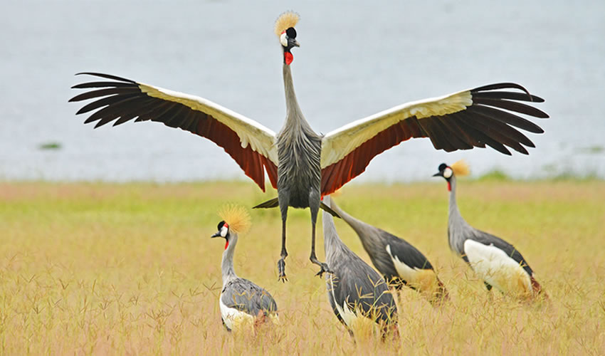 Ugandan Birds are so lovely
@GovUganda @ugwildlife @UWEC_EntebbeZoo