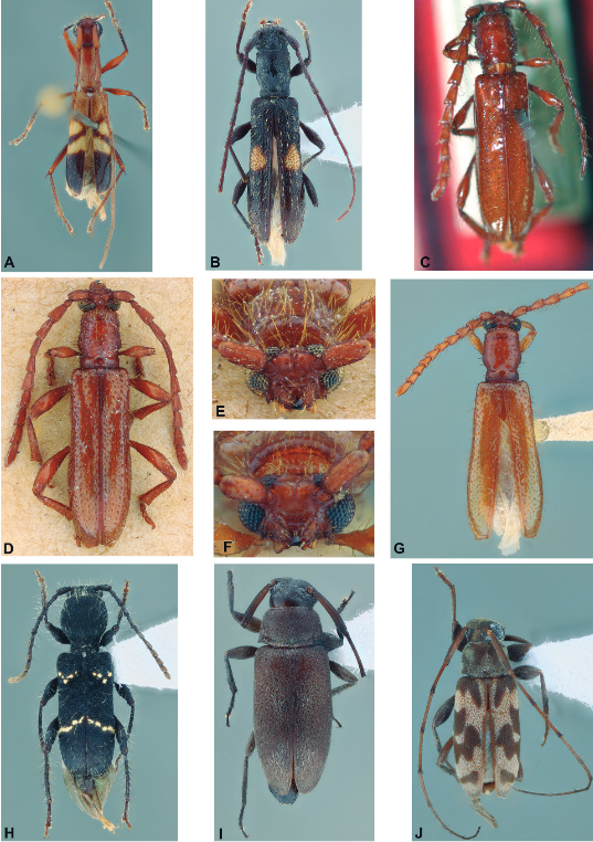 #LiteratureNotice Santos-Silva et al. A #NewSpecies and taxonomical and geographical notes on Neotropical #Cerambycidae (#Coleoptera). doi.org/10.11606/1807-… #Beetle #Beetles #LonghornBeetles #Taxonomy