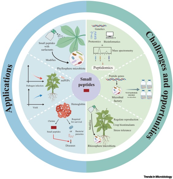Small peptides: novel targets for modulating plant–rhizosphere microbe interactions -in @TrendsMicrobiol sciencedirect.com/science/articl…