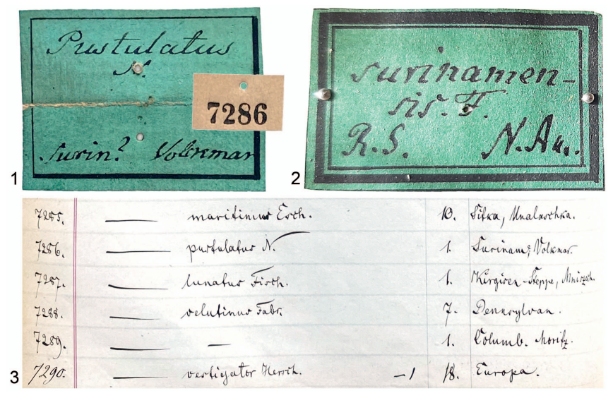 #LiteratureNotice Prena. Nomenclatural notes on two species of Nicrophorus FABRICIUS (#Coleoptera, #Staphylinidae, Silphinae, Nicrophorini) named in a publication authored by Johann Dietrich Herschel. zobodat.at/pdf/LBB_0054_2…. #Beetle #Beetles #CarrionBeetles #Taxonomy