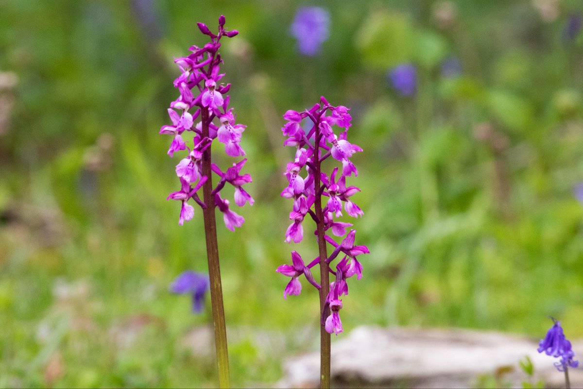 Early Purple Orchids from the North Downs, Surrey. @ukorchids