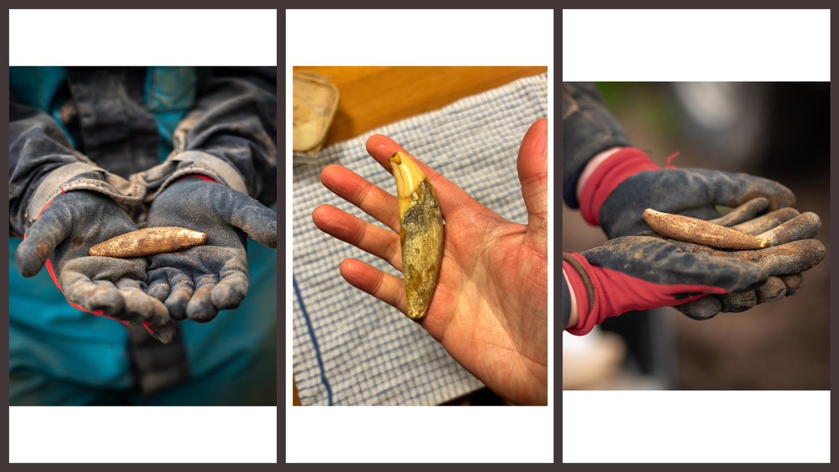 The very large upper canine tooth from an adult brown bear, excavated from deep in Castlepook cave sediments in April 2024 by our cave archaeologists, @KeziahWarburton & Brooke Driscoll. 1/2 #IrishCaveBones