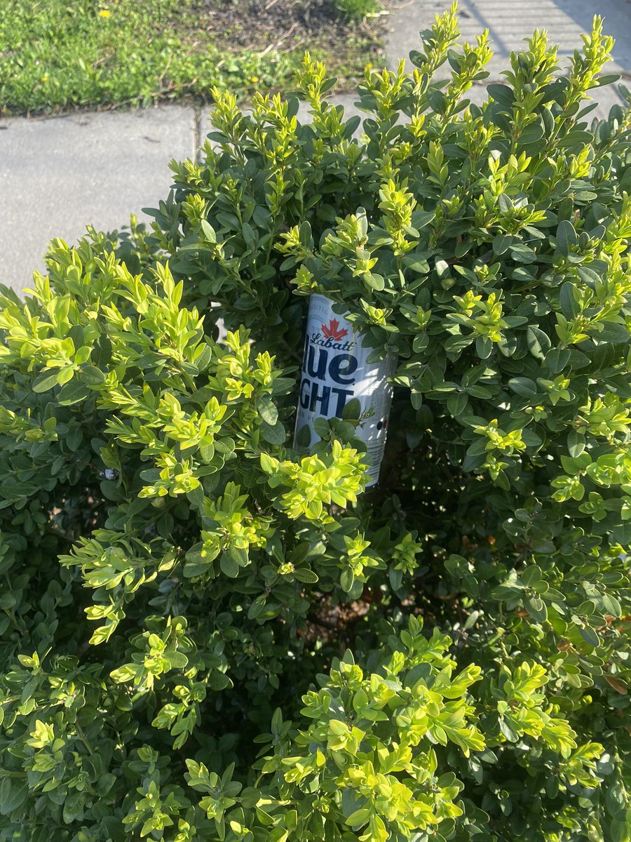 I love springtime in Buffalo when the blue light plants bloom💕