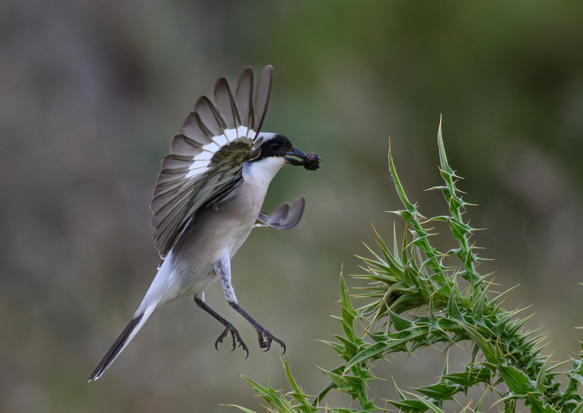 A Lesser Grey shrike 'flychatching' beetles yesterday on Lesvos Greece #NatureGoneWild #naturelovers #NatureLover #BirdsSeenIn2024 #BirdsSeenIn2024  #TwitterNatureCommunity