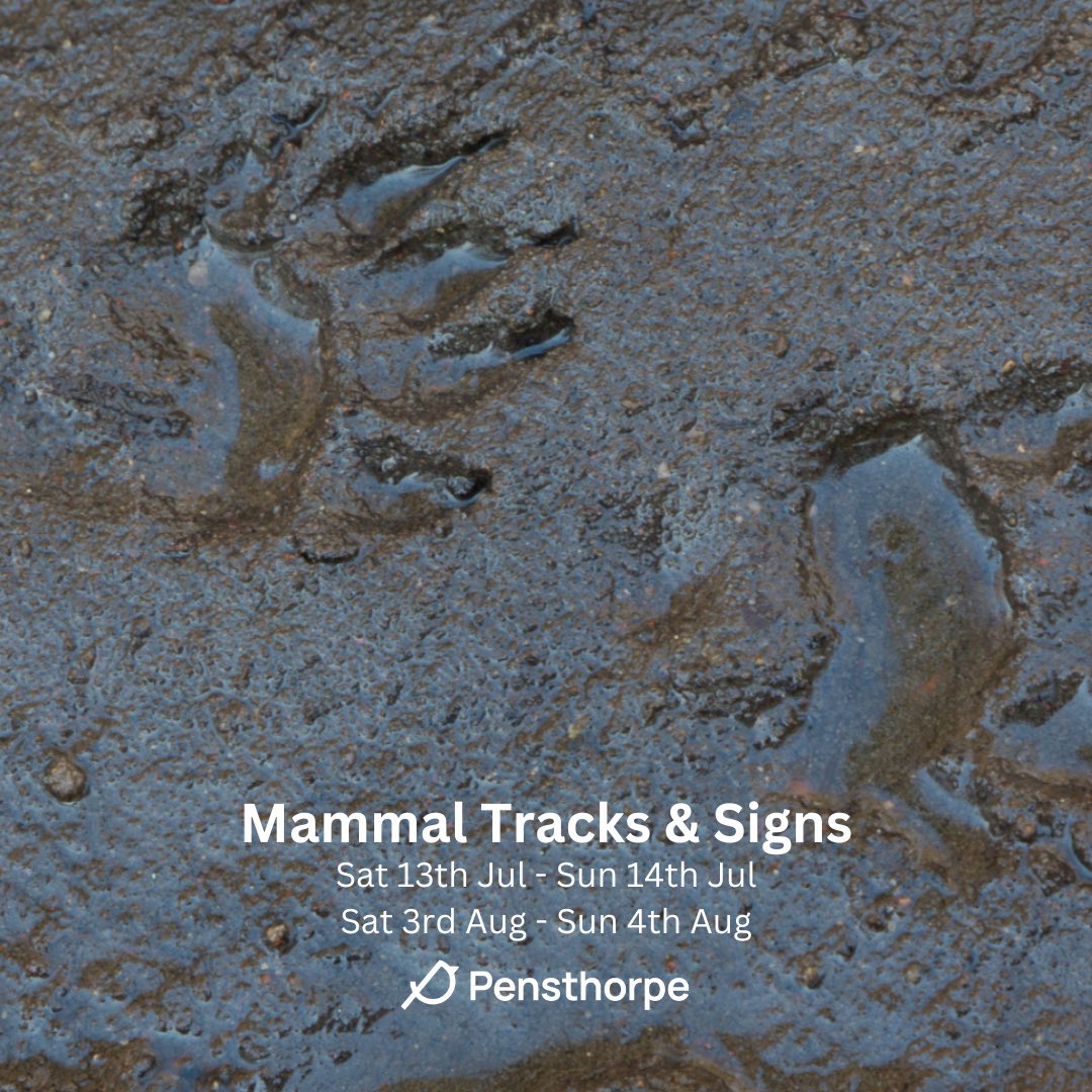 Discover what mammals are living at Pensthorpe during a brand-new event. Using a range of survey techniques we hope to uncover the reserve’s more secretive wildlife. More info & booking @ pensthorpe.com/events/mammals… #NationalMammalWeek