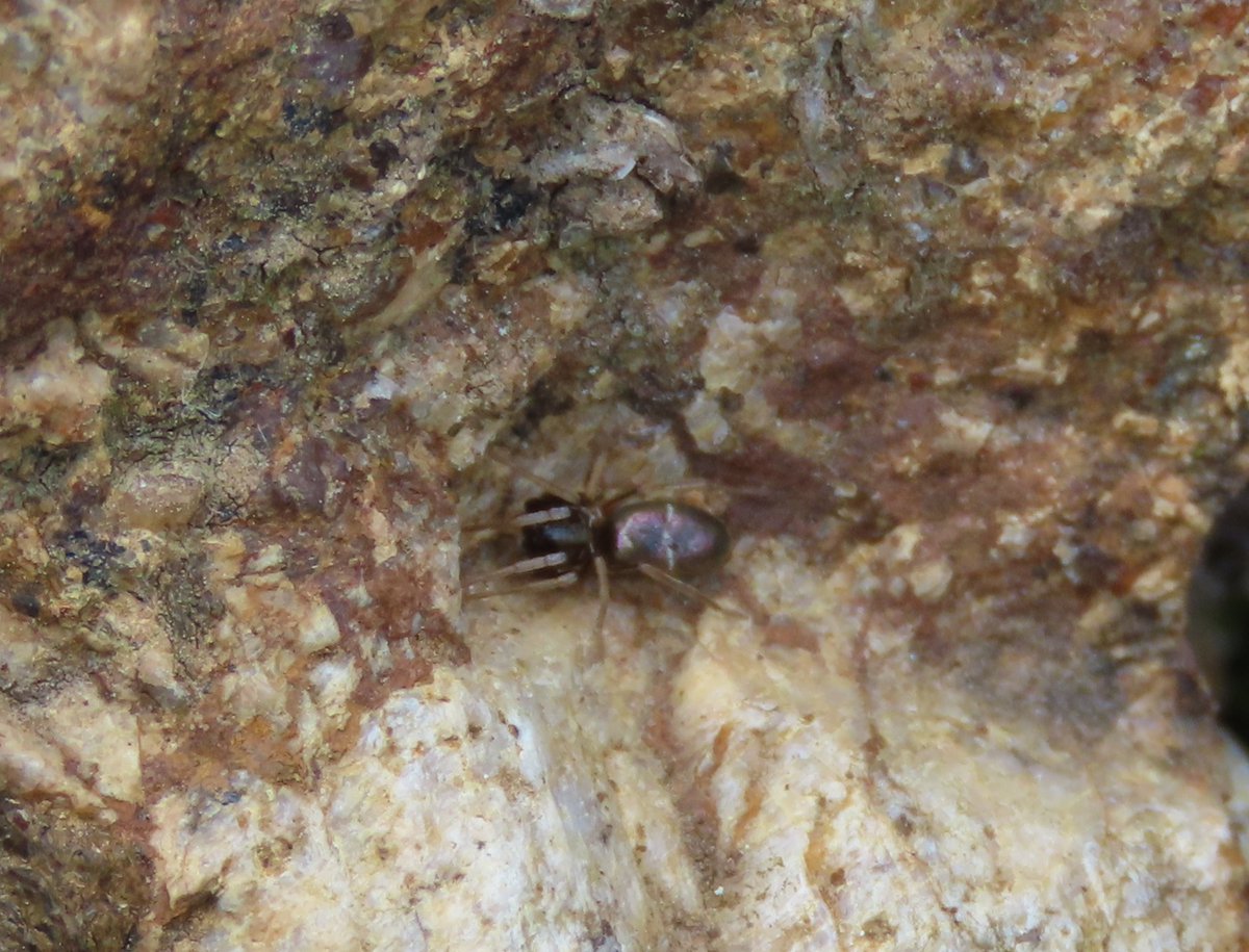 Poor image and possibly not possible to say regardless but could this be Micaria? Tiny thing - I thought it was an ant at first. Lamorna, Cornwall. @BritishSpiders
