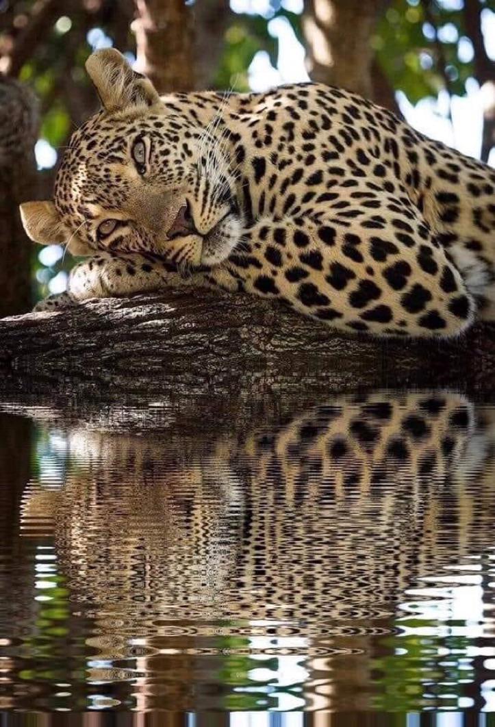 🔥 An African Leopard rests on a branch above the water surface