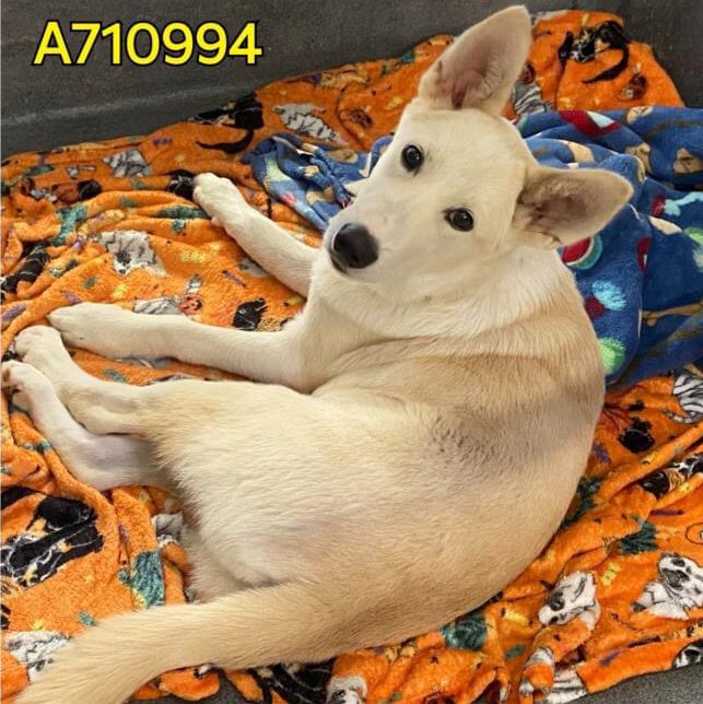🆘 7 MTHS OLD INJURED #HUSKY DOG BELLATRIX🌷#A710994 (F, 39lb, hw-) HIT BY A CAR IS BEING KILLED TMW 4.29 BY SA ACS #TEXAS‼️ Gentle & friendly 🚨swelling along R antebr down to carpus, painful, refused to move during exam #Foster / #AdoptDontShop ☎️2102074738 #PledgeForRescue