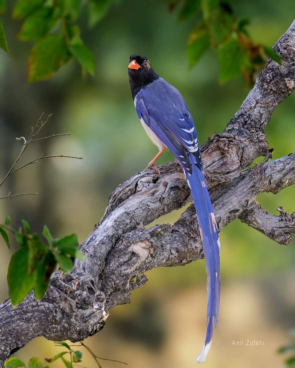 Red billed magpie 
#Birds #birdwatching #Indiaves #Nikon #BirdsOfTwitter