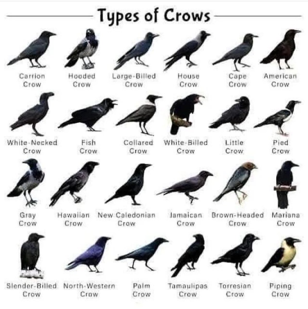 CrowFriendsNFT's tweet photo. 🐦‍⬛🧬 https://t.co/hms1SFYHDP