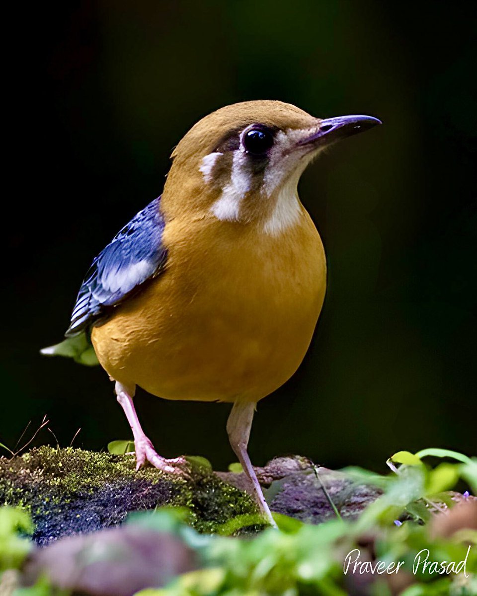 Orange-headed Thrush
 #BBCWildlifePOTD #birdwatching #ThePhotoHour #NaturePhotography #birds #birdsofIndia @WildlifeMag @NikonIndia #NikonD500 @NatGeoPhotos #natgeoindia @Team_eBird @CornellBirds #indiaves