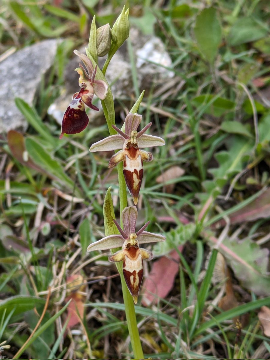Woodcock x fly orchid hybrid 27.4.24