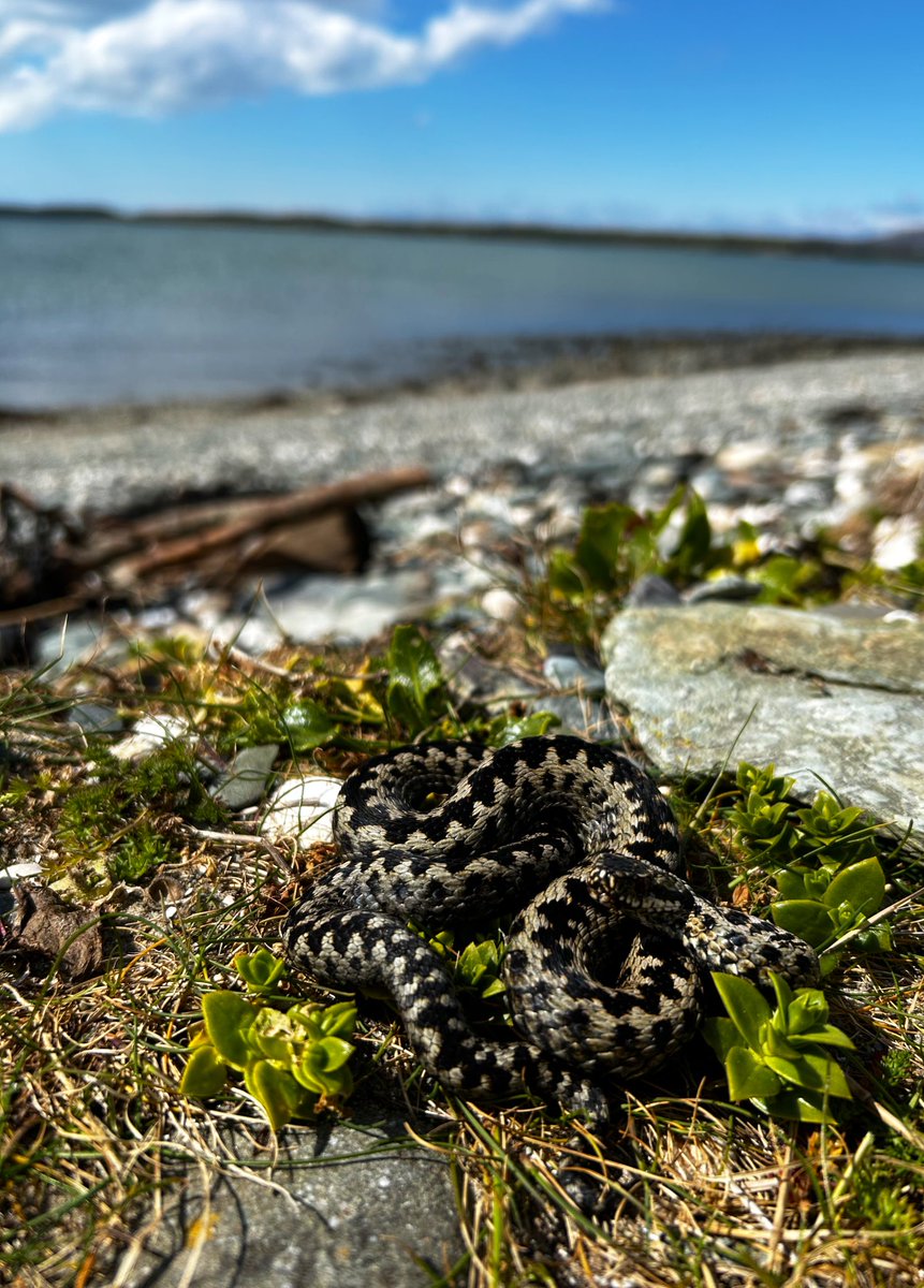 It’s been a productive weekend for fieldwork. Samples from two new adder populations which will assist us in understanding how different barriers affect gene flow between Welsh adder (Vipera berus) populations. Making the most of the sunshine before jumping back into the lab 🥼