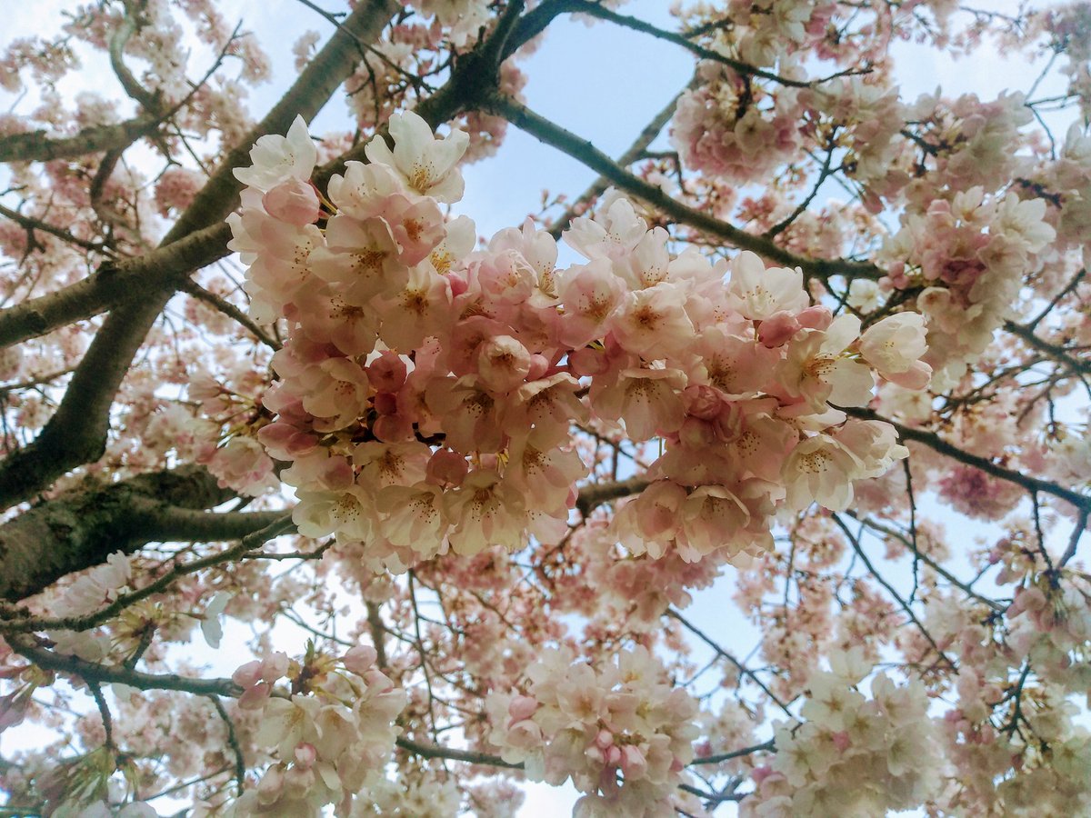 Continuing the annual tradition🌸 #sakura #cherryblossom #UofTblooms #UofT #UTSC #ScarbTO