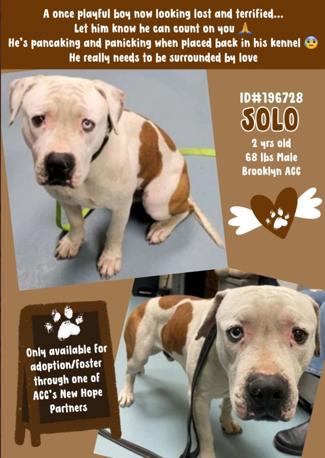 😭💔Solo
#NYCACC #196728
nycacc.app/#/browse/196728
#RescueOnly #Pledge #Foster 

Glowing notes from the people that dumped him🙄
He loves toys & being near his people
Yet they handed over his leash & walked away
Now Solo is terrified, pancakes & thrashes going to his kennel 
Help!