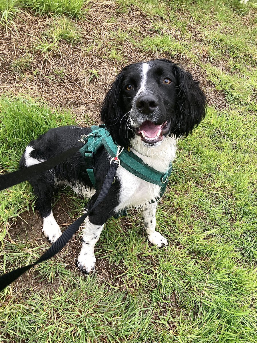 There’s been a fair few soggy walks today and Loki has enjoyed every second of it! ☔️😀🐶

dogstrust.org.uk/rehoming/dogs/…

@DogsTrust 

#Walkies #SoggySunday #Spaniel #SpanielLife #RescueDog #AdoptDontShop