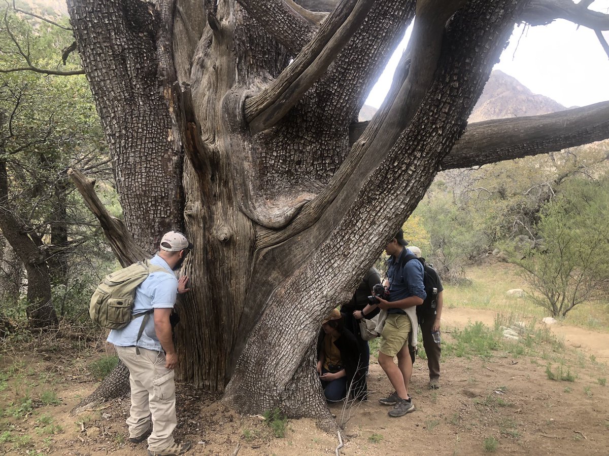 Now former grad student @haileynjacobson and I took students from @nmsu_fwce and @BosqueSchNews with Dan Shaw, to find one of world’s rarest chipmunks in the Organ Mountains NM and film a short video about their conservation for @BLMNewMexico. Stay tuned!