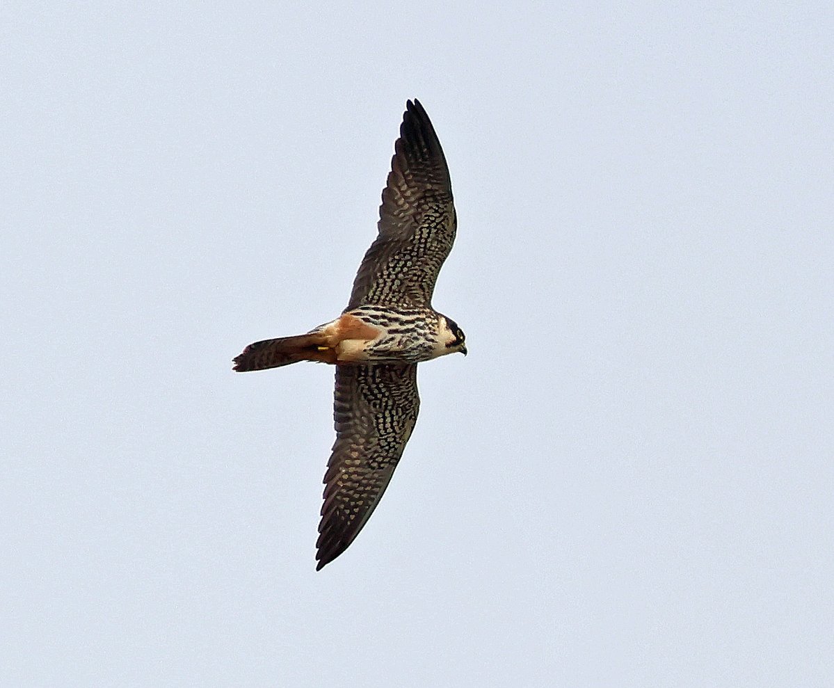 One of two Hobbies seen from the Tower Hide at Westhay Nature Reserve.