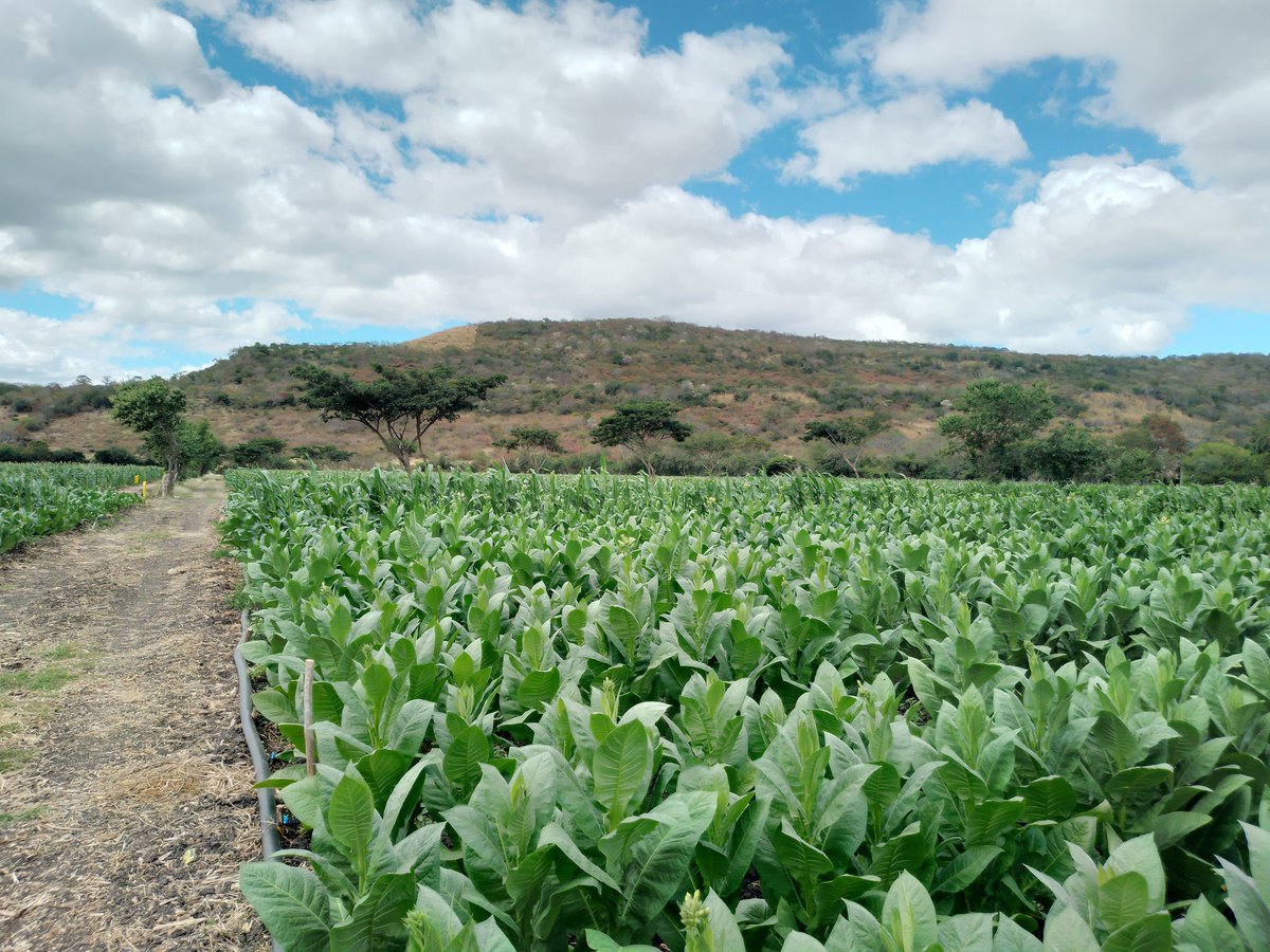 Hoy vine a la finca en Esteli. Trabajo.